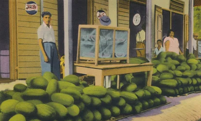 Watermeloenen Te Koop, Trinidad, B.W.I., c1940s