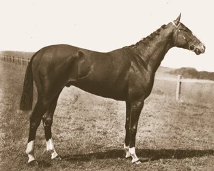 Weerhaan, 1911