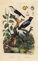 Witkraagmanakin, blauwrugmanakin, mancinelboom en alruin