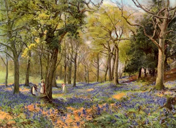 Wilde hyacinten in een bosje in Surrey