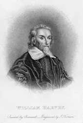 William Harvey 1578-1657 Engelse arts, 17e eeuw
