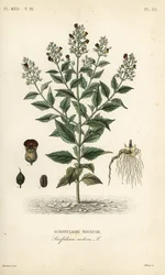Bosfiguur, Scrophularia nodosa, Scrofulaire noueuse