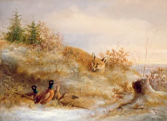 Vos en Fazanten in de Winter