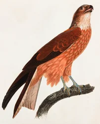 Een kleurenillustratie van een bruine vogel