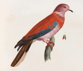 Een kleurenillustratie van een vogel