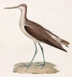 Een kleurenillustratie van een vogel