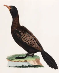 Een kleurenillustratie van een vogel