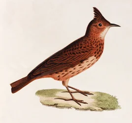 Een kleurenillustratie van een vogel