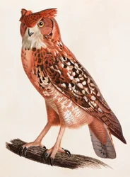 Een kleurenillustratie van een uil