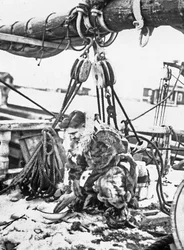 Admiraal Robert Edwin Peary (1856-1920) Amerikaanse ontdekkingsreiziger van het Noordpoolgebied hier op de "Roosevelt" 1909