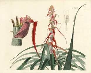 Aguava, Bromelia alsodes (Smalbladige ananas, Bromelia sylvestris)