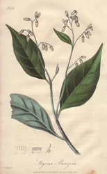 Alibouffier of styrax (Styrax benzoin) - Sterk water door William Clarke ter illustratie van 