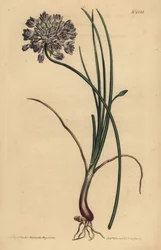 Allium stellerianum (Narcisbladige knoflook)