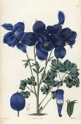Alpenakelei, Aquilegia alpina