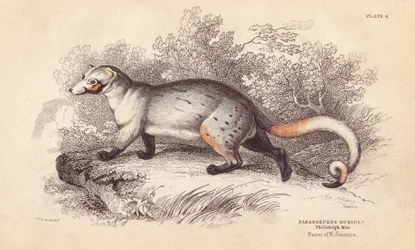 Amerikaanse paradoxide. Uit een specimen in Philadelphia Museum. Handgekleurde staalgravure door Lizars naar een illustratie van Charles Hamilton Smith uit William Jardine