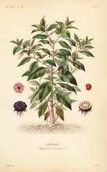 Amerikaanse karmozijnbes, Phytolacca americana