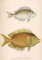 Amphacanthus dorsalis, Amphacanthus corallinus, Indonesië