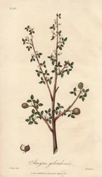 Amyris elemifera of Elemi-boom (Commiphora gileadensis) Sterk water door William Clarke ter illustratie van 
