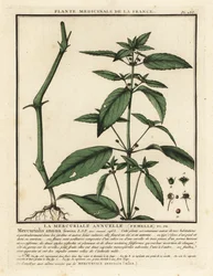 Jaarlijkse mercurialis, Mercurialis annua