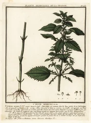 Kleine brandnetel, Urtica urens