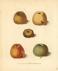 Appelrassen, Malus domestica: Franklin