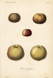 Appelrassen, Malus pumila