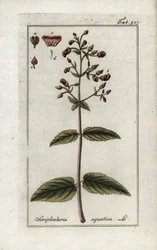 Waterige helmkruid (Scrophularia aquatica). Lithografie uit “Afbeelding der Artseny-Gewassen” door Johannes Zorn (1739-1799), Nederland