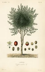 Arabische koffiestruik, Coffea arabica, Cafeyer