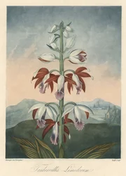 Aziatische orchideeënvariëteit. Gravure, uit The Temple of Flora, door Dr. Robert Thornton