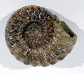 Asteroceras obtusum (Ammoniet) gevonden in Lyme Regis, Dorset, Onder-Jura Periode