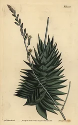 Astroloba spiralis (Pentagonale aloë, Aloe pentagona)