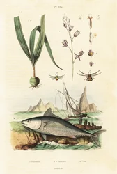 Atlantische blauwvintonijn en belitia orchidee