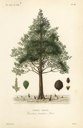 Moerascipres of moerascipresboom, Taxodium distichum