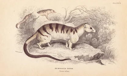 Gestreepte palm civet kat, bedreigd. Handgekleurde staalgravure door Lizars naar een illustratie van Charles Hamilton Smith uit William Jardine