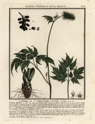 Christoffelkruid, Actaea spicata