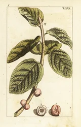 Banyan vijgtak met vrucht, Ficus benghalensis