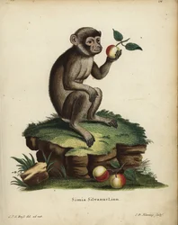 Berberaap of makaak, Macaca sylvanus. Bedreigd. Simia silvanus Linn. Handgekleurde kopergravure door C.D. Henning naar een illustratie getekend naar de natuur door C. J. G. Reuss uit Johann Christian Daniel Schreber