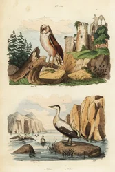 Kerkuil, Tyto alba, en eidereend, Somateria mollissima