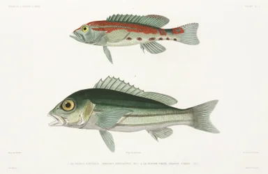 Gestreepte serrano zeebaars en Blauwe en gouden snapper