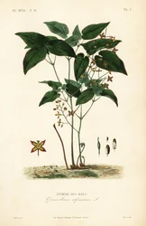 Elfenbloem of bisschopshoed, Epimedium alpinum, Epimede des alpes