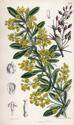 Berberis lycium, berberisstruik met gele bloemen uit de westelijke Himalaya. Tekening door Matilda Smith (1854-1926), Lithografie door E. Bates in Curtis Botanical Magazine, door Joseph Dalton Hooker, gepubliceerd in Londen, Engeland, door L. Reeve en Co