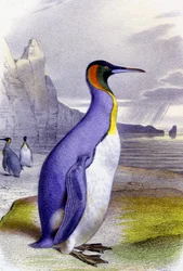 Grote pinguïn