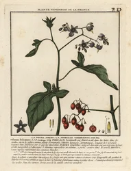 Bitterzoet, Solanum dulcamara