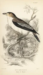 Zwartgekroonde tityra. Handgekleurde staalgravure door William Lizars naar een illustratie van William Swainson uit Sir William Jardine