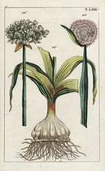 Zwarte knoflook, Allium nigrum 186, en ui, Allium cepa, bol 187 en bloem 188. Handgekleurde kopergravure van een botanische illustratie uit G. T. Wilhelms „Unterhaltungen aus der Naturgeschichte“ (Encyclopedie van de natuurlijke historie)