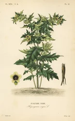 Bilzekruid of stinkende nachtschade, Hyoscyamus niger