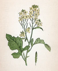 Zwarte mosterd (seneve noir) (Brassica nigra) Botanische plaat uit Atlas colorie des plantes medicinales door Paul Hariot