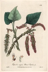 Zwarte of frank populier, liard of piboule (Populus nigra) - Botanische plaat door Isaac Russell, gegraveerd door Charles Matthews, uit English Botanical Phenomenes door William Baxter (1788-1871)