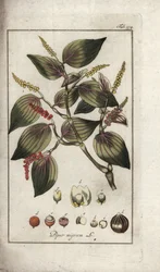 Zwarte peper (Piper nigrum). Lithografie uit “Afbeelding der Artseny-Gewassen” door Johannes Zorn (1739-1799), Nederland