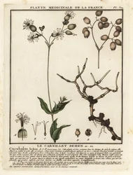Blaasjeskruid, Silene vulgaris